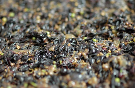 mosto-d’uva-dettaglio