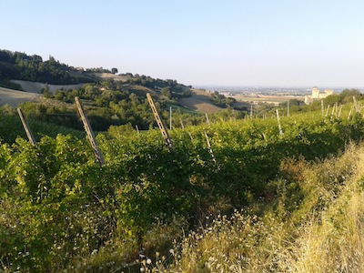 vigne-collina